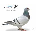 Lot 20 2188 BBC Verkerk Lines from top Les Green imported birds