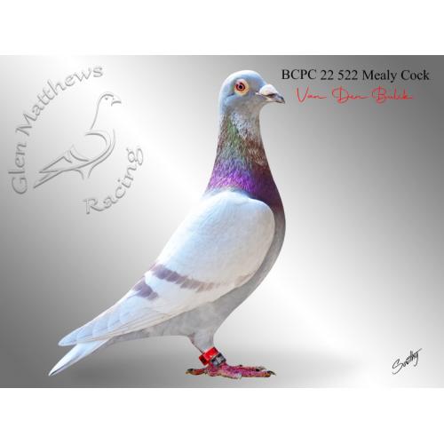 Lot 24 522 MLYC Van Den Bulck son of imported cock Exceptional Blue