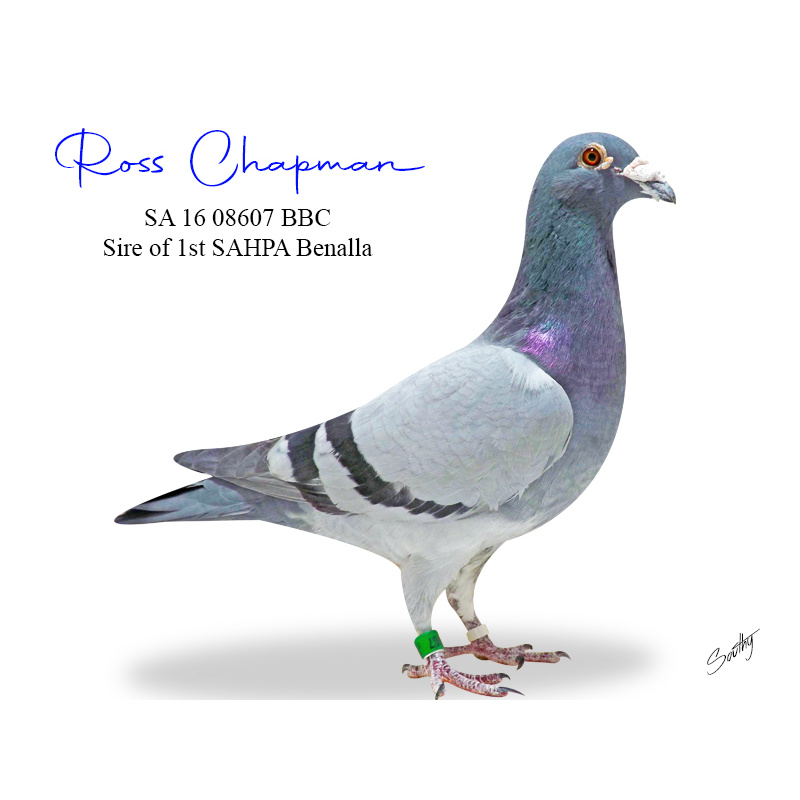 Lot 1 08607 BBC-Original Ross Chapman Ace producer Sire of 1st SAHPA Benalla, G/sire of 1st SAHPA Coober Pedy