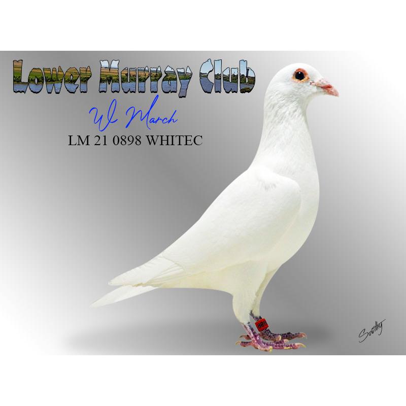 Lot 12 0898 White Cock W March down from original Saggers Whites