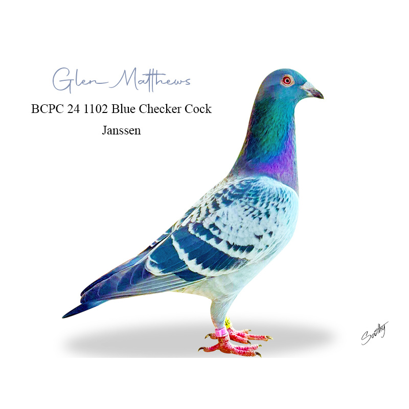 Lot 6 1102 BCC Janssen Son of imported cock Jess