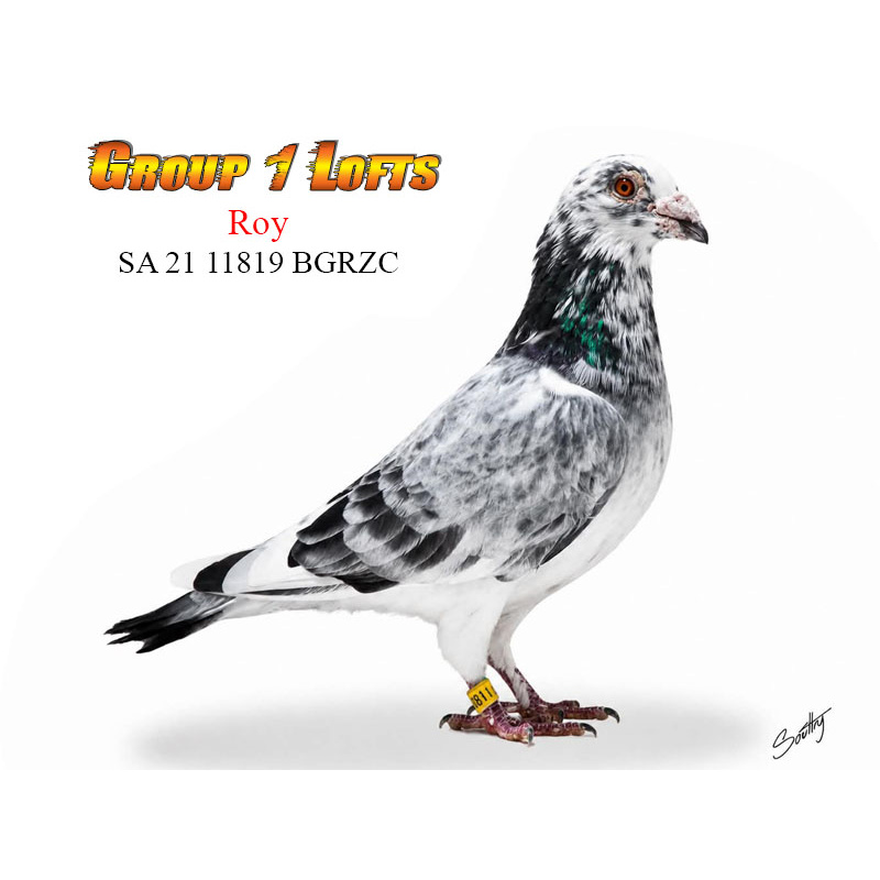Lot 3 11819 BGRZC Original Jim Marafiote Grizzle Family 8 x SAHPA Points winner