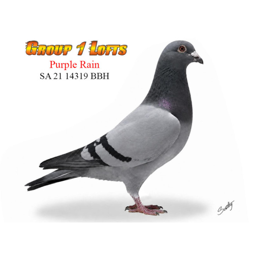 Lot 15 14319 BBH Purple Rain Producing daughter of aces Gunpowder Dry & Violet SAHPA Bird of the Year