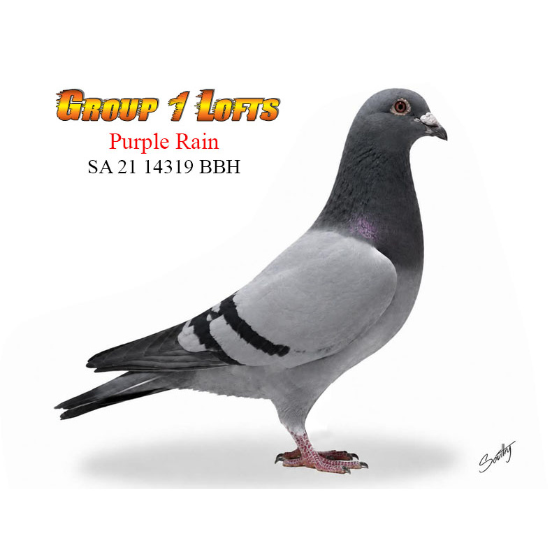 Lot 15 14319 BBH Purple Rain Producing daughter of aces Gunpowder Dry & Violet SAHPA Bird of the Year