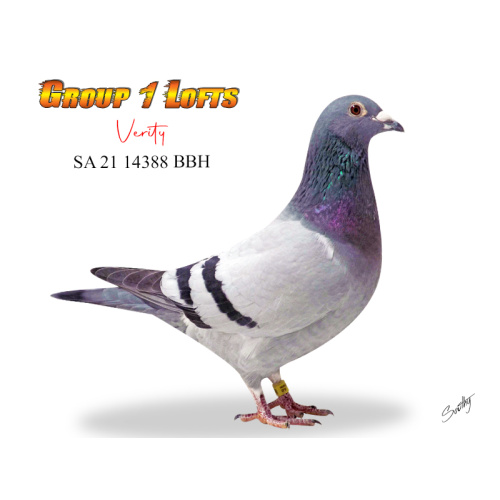 Lot 19 14388 BBH Verity producing daughter of aces Gunpowder Dry & Violet SAHPA Bird of the year