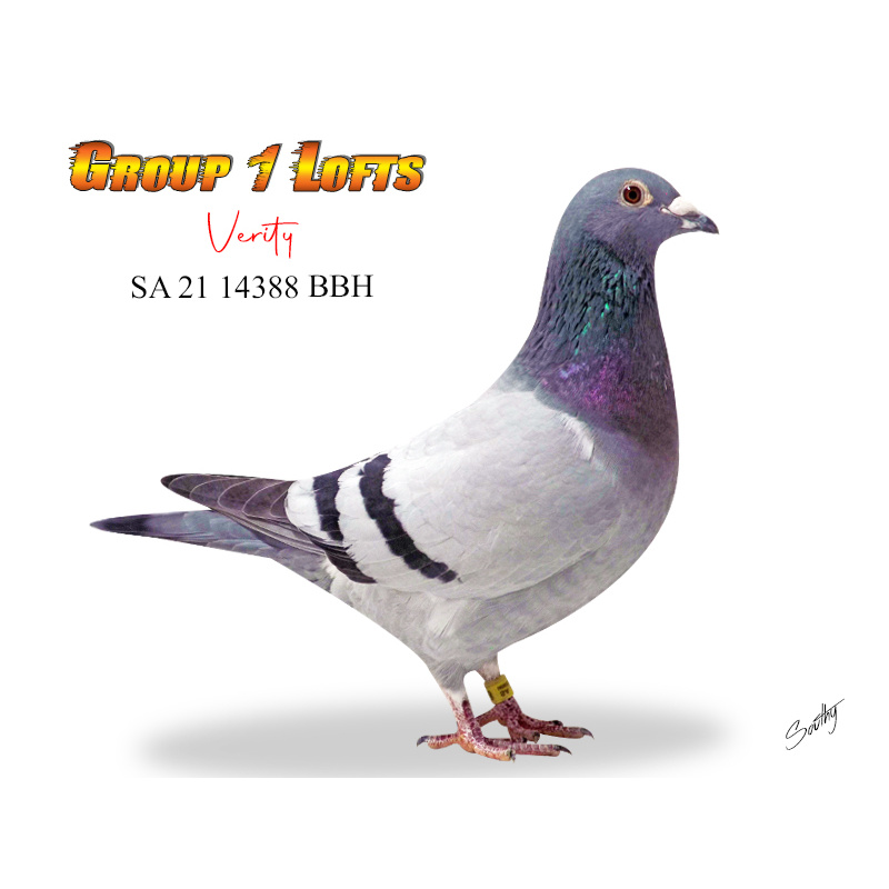 Lot 19 14388 BBH Verity producing daughter of aces Gunpowder Dry & Violet SAHPA Bird of the year