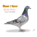 Lot 10 17387 BCH Shield Maiden Daughter of Dynamite Genie 1st SAHPA The Twins 5B Special