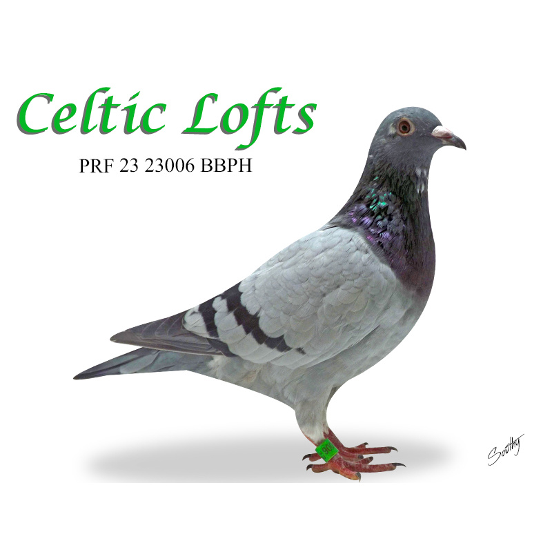 Lot 7 23006 BBH Heremans x Gaby VB From x2 direct imports