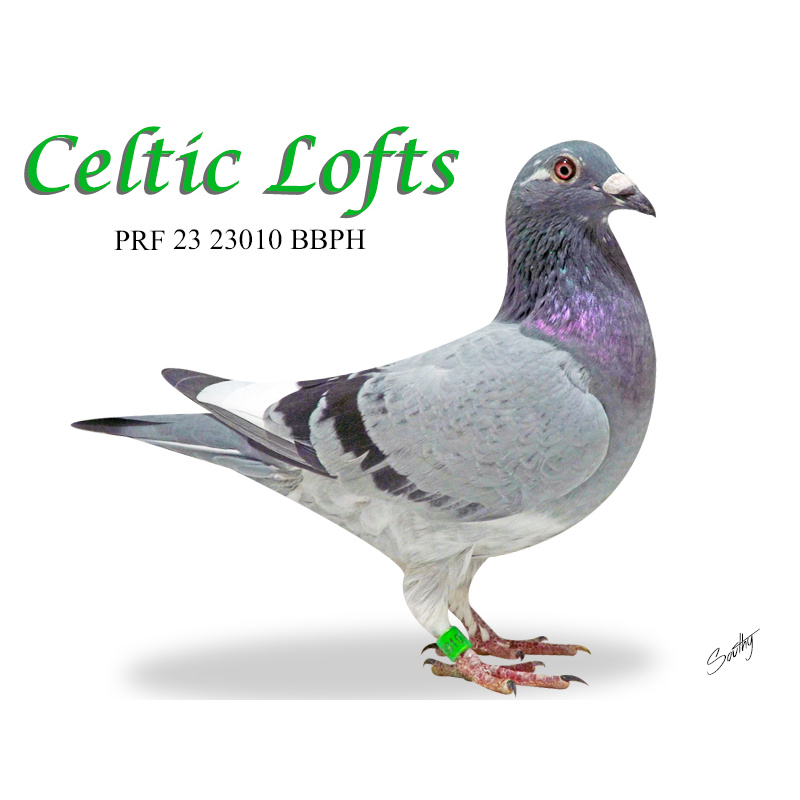 Lot 6 23010 BBPENPH Heremans x Gaby VB from top imported cock and top race hen