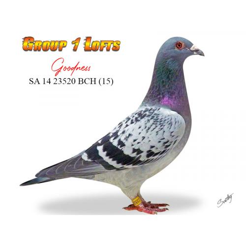 Lot 30 23520 BCH Goodness Dam and G/dam of SAHPA Birds of the Year
