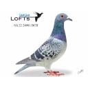 Lot 8 24081 BCH Jellema/New Laureeat/Kleine Jade from imported birds