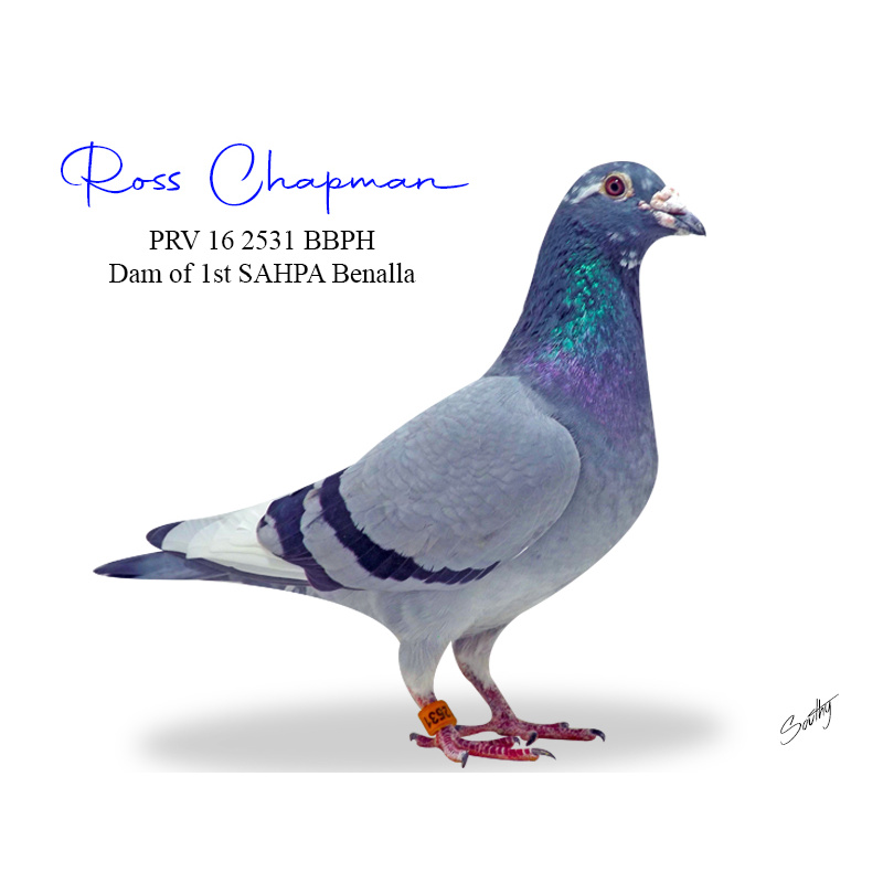 Lot 5 2531 BBPH Gaby VB lines Dam of 1st SAHPA Benalla etc