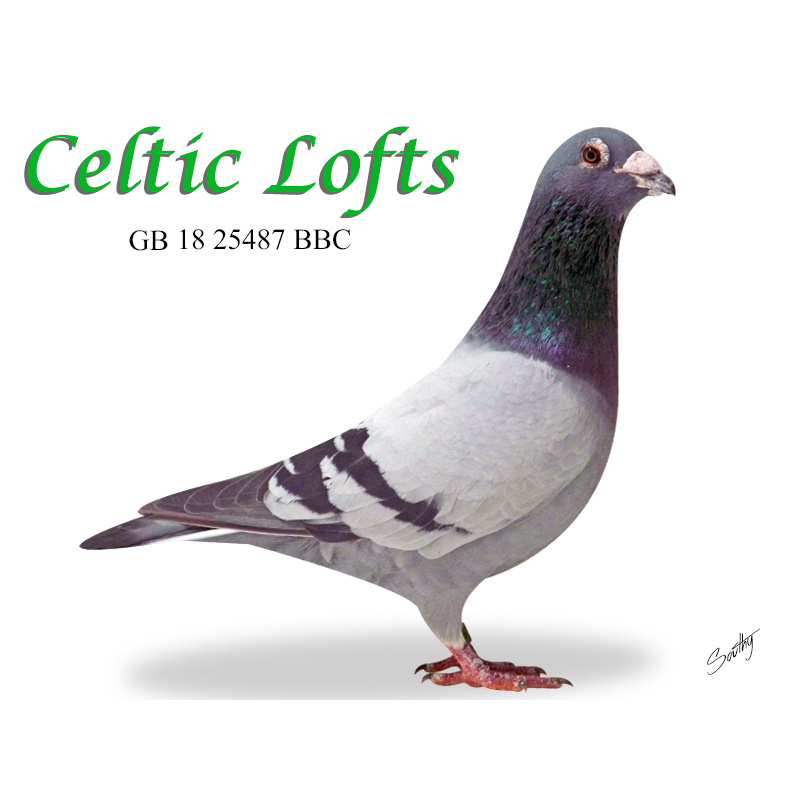 Lot 1 25487 BBC Leo Heremans-Imported inbred son of Better than Bolt