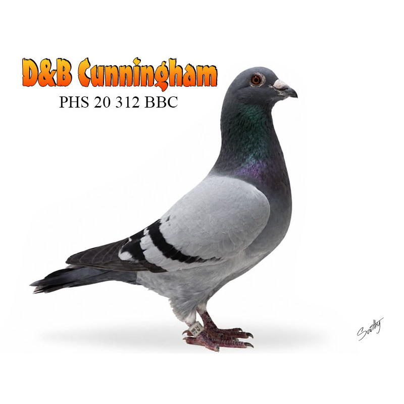 Lot 12 312 BBC Top Long distance racer from top winning birds
