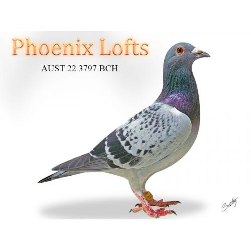 Lot 21 3797 BCH Raven Van loon related to top OLR birds