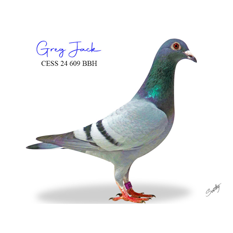 Lot 18 609 BBH G Hamilton lines Full sister to 1st NCF Fed Macksville 2024