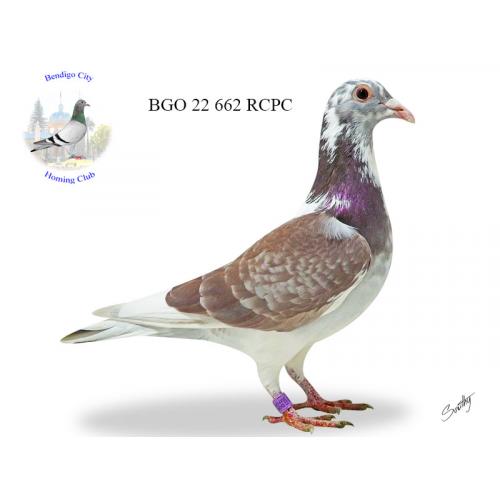 Lot 5 662 RCPC Dale Myers from top 400 & 500 mile birds