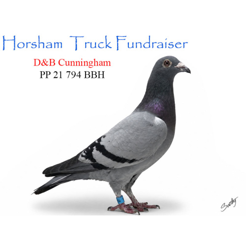 Lot 13 794 BBH D&B Cunningham from top producing pair