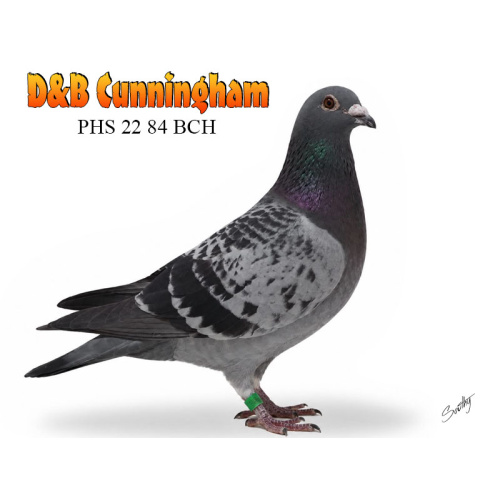 Lot 6 84 BCH Flown Kulgera 580 miles dtr of top long distance hen