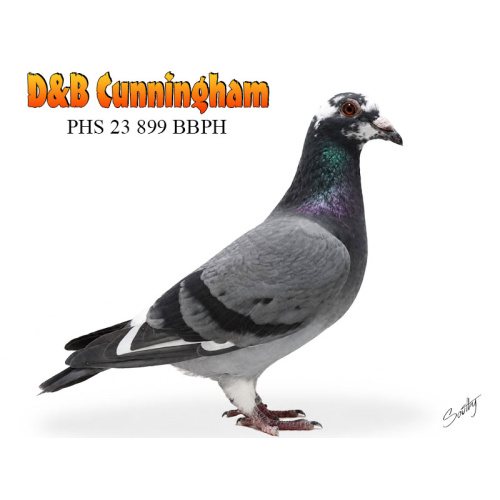 Lot 11 899 BBPH Daughter of top race hen 2 x 1st & Bird of the year