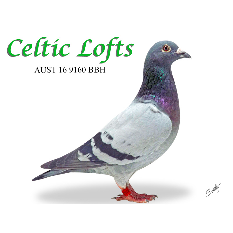 Lot 17 9160 BBH Leo Heremans "Ollie Hen" Ace producing full sister to the Syndicate Cock