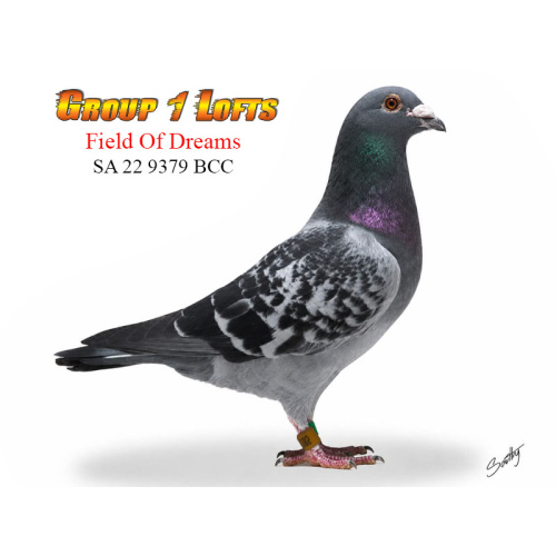 Lot 9 9379 BCC Field of Dreams Double G/son of Good as Gold, son of Gunpowder Dry & Goodness