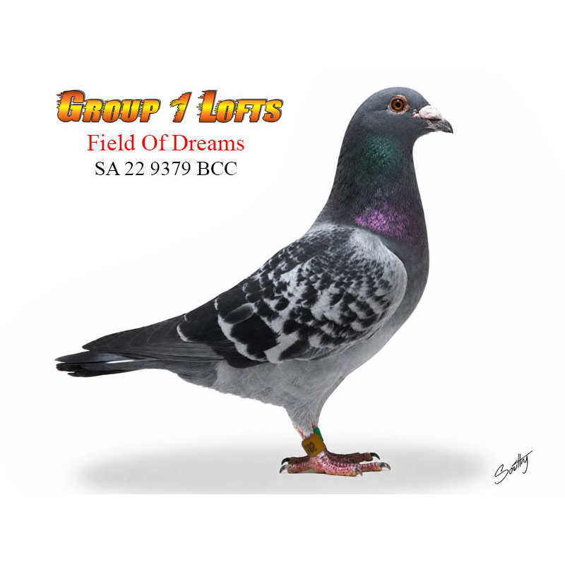 Lot 9 9379 BCC Field of Dreams Double G/son of Good as Gold, son of Gunpowder Dry & Goodness