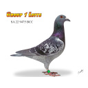 Lot 7 9475 BCC Direct son of ace racing and producing hen Duchess