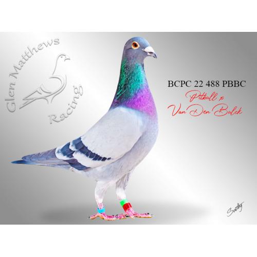 Lot 23 488 BBPENC Pitbull x Van Den Bulck son of imported cock Grizzly Leo