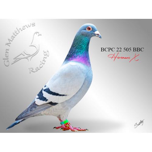 Lot 17 505 BBC Leo Heremans Son of SAHPA Ace Young Bird 2018