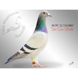Lot 25 510 BBC Van Den Bulck son of imported hen Miss Lovely