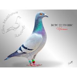 Lot 21 559 BBC Leo Heremans from top imported hen Laylah