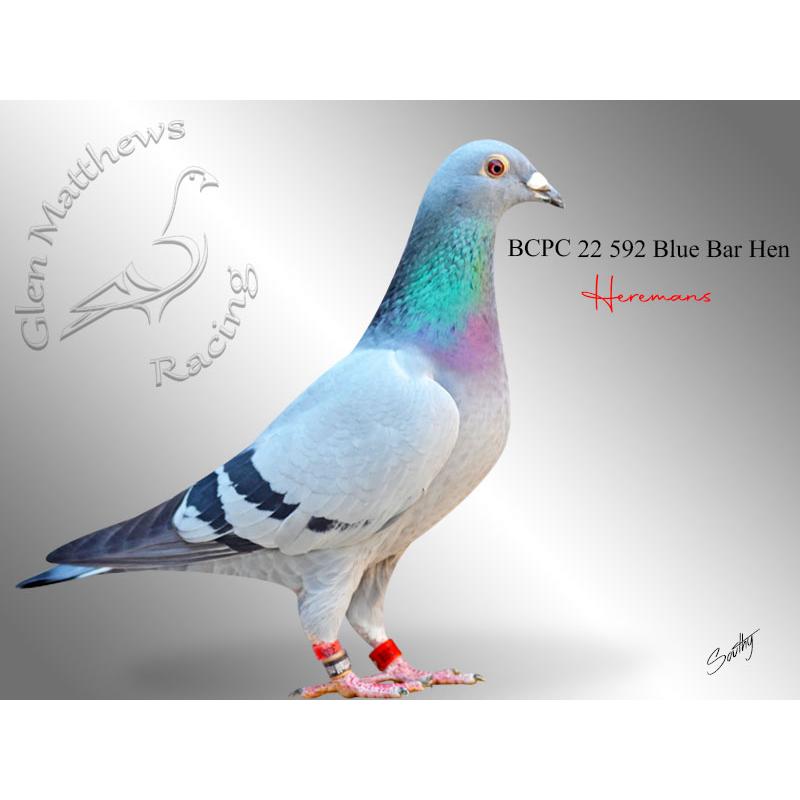 Lot 7 592 BBH Heremans Dtr of SAHPA Young Bird of the year 2018