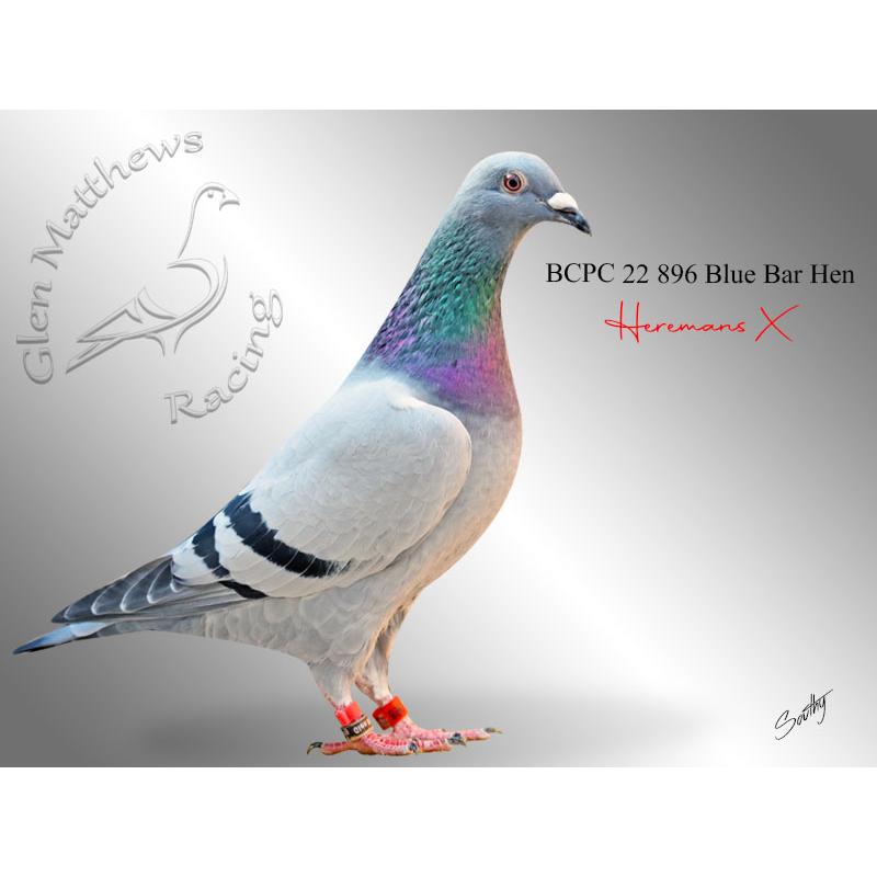 Lot 13 896 BBH Heremans Dtr of SAHPA Ace Young Bird of year 2018